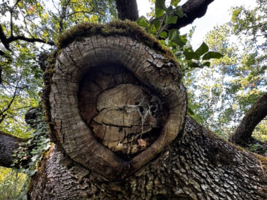 embryosteo_corps_souvenir